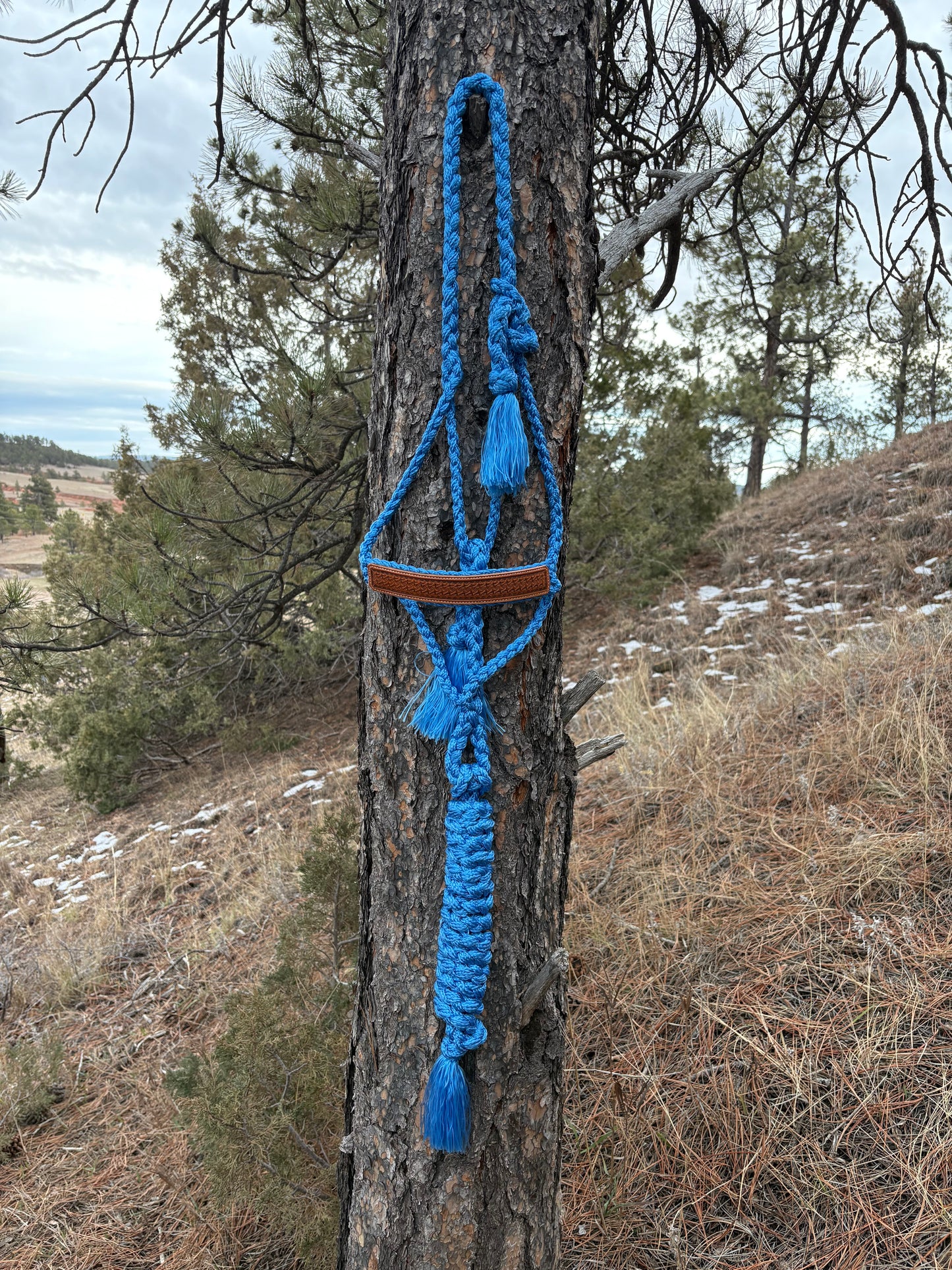Stamped Mule Tape Halter