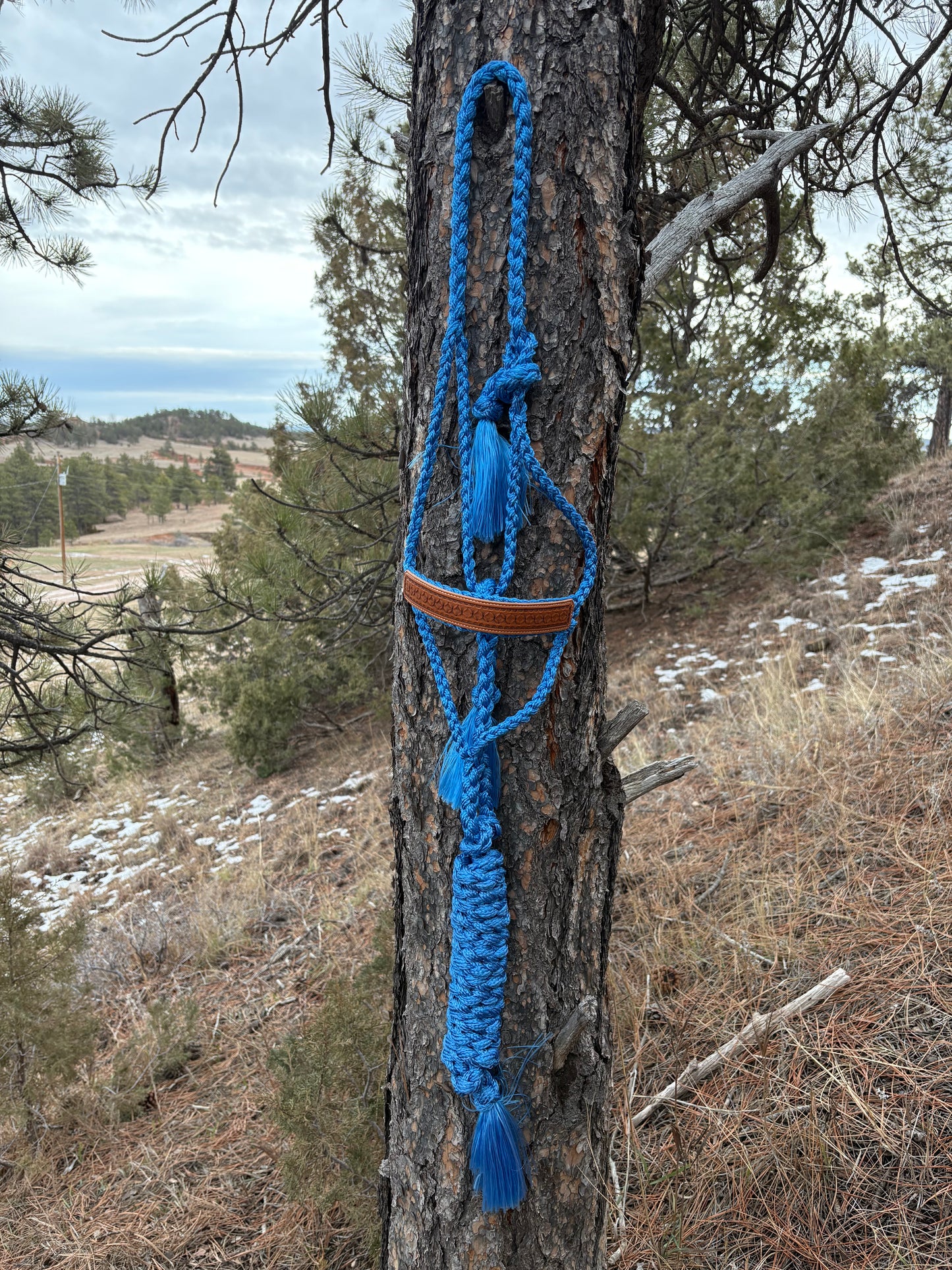Stamped Mule Tape Halter