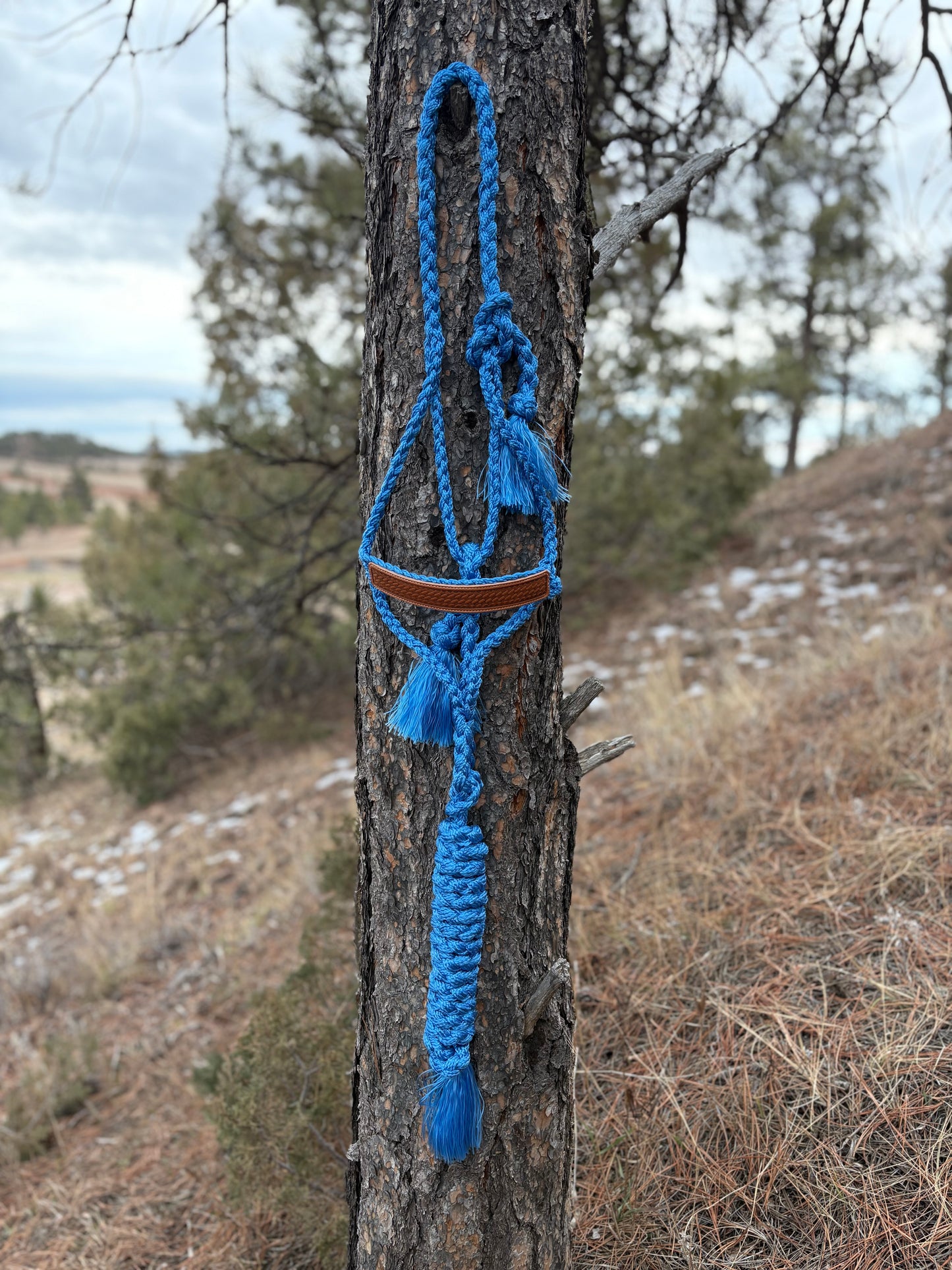 Basket Stamped Mule Tape Halter